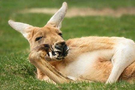 kangaroo by laythyunis